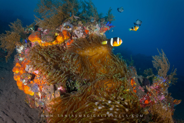 Underwater Photo | Clark's Anemonefish at USS Liberty Wreck, Amed - Bali, March 2015