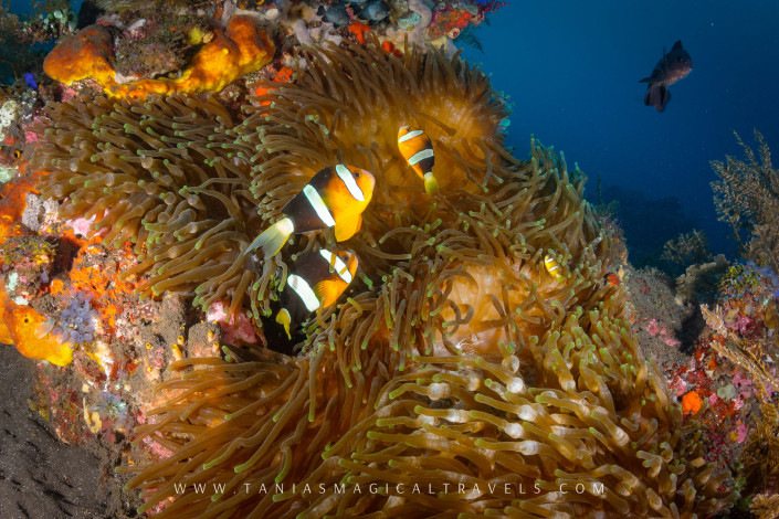 Underwater Photo | Clark's Anemonefish at USS Liberty Wreck, Amed - Bali, March 2015