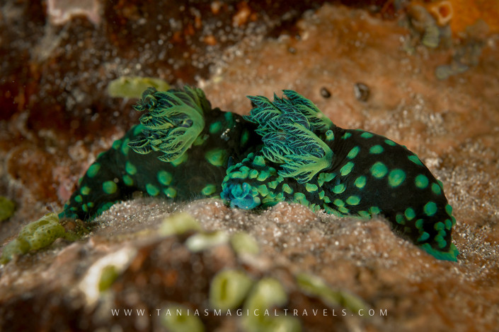 Underwater Photo | Nembrotha Cristata Sea Slug, Sumba, November 2014