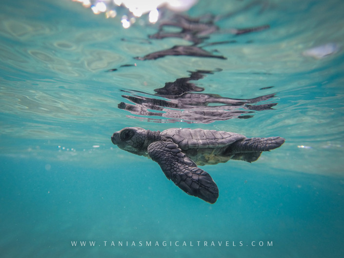 Underwater Photo | Baby turtle being released, Nihiwatu Resort, April 2015